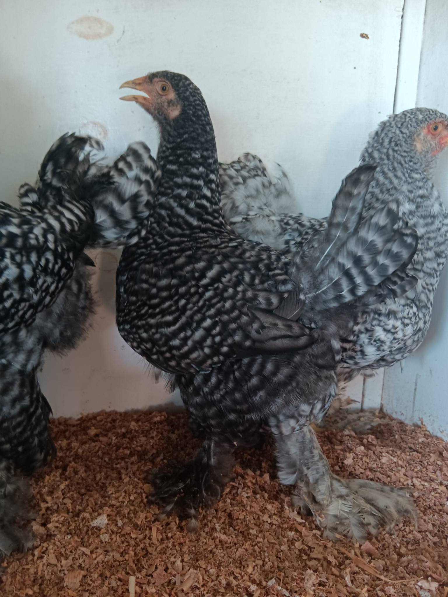 Croad Langshan · Flock photo #1929 — Brown (often dark) egg layer, ShowtimEGGS