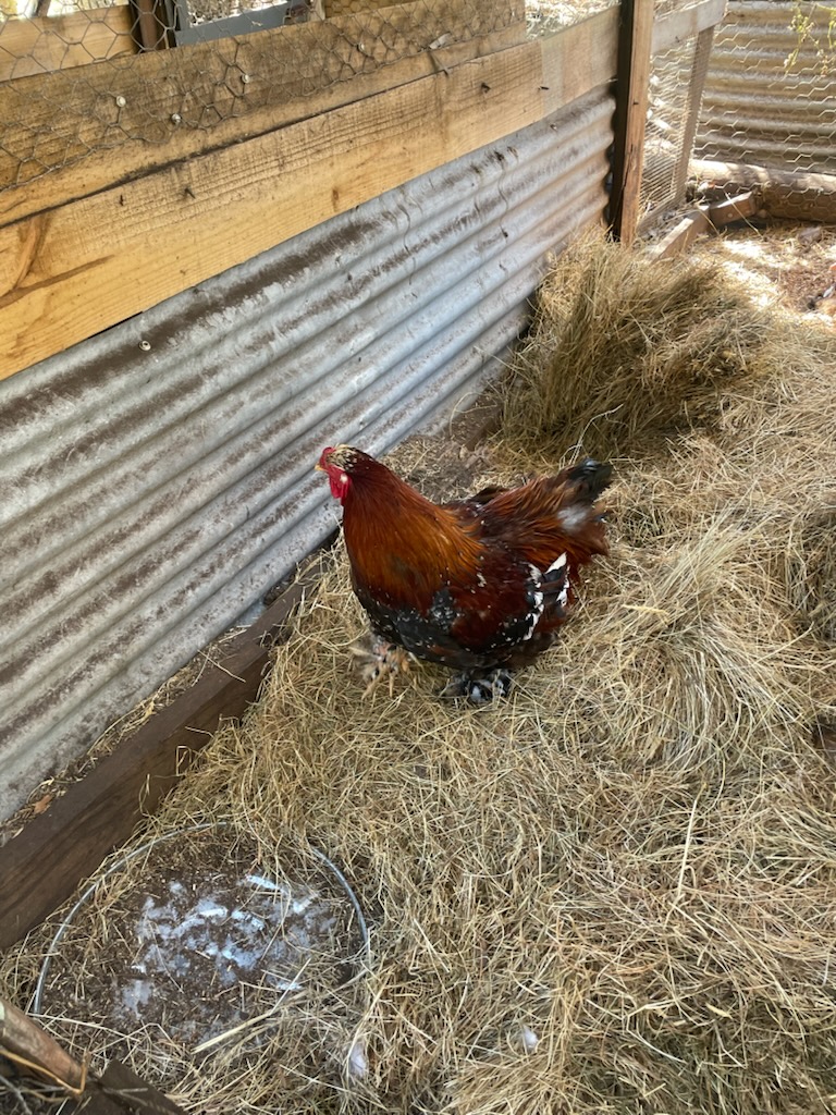 Speckled Braham — White egg layer, ShowtimEGGS