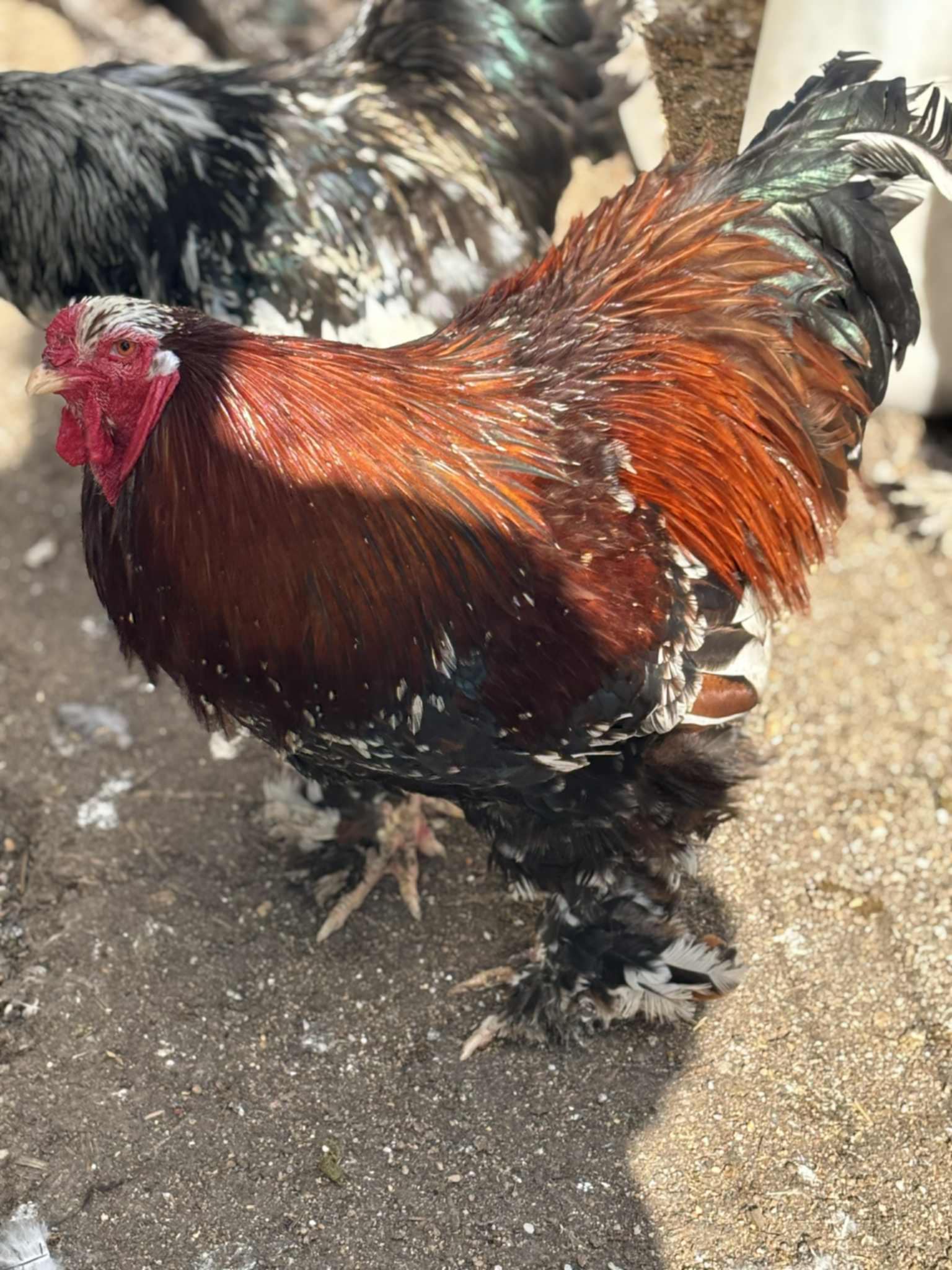 Minorca · Flock photo #1948 — White egg layer, ShowtimEGGS