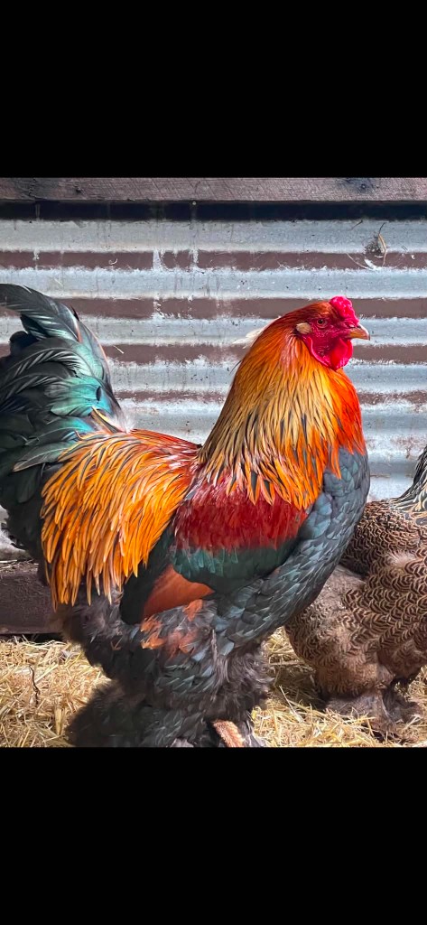 Gold Partridge · 2 — flock photo, ShowtimEGGS