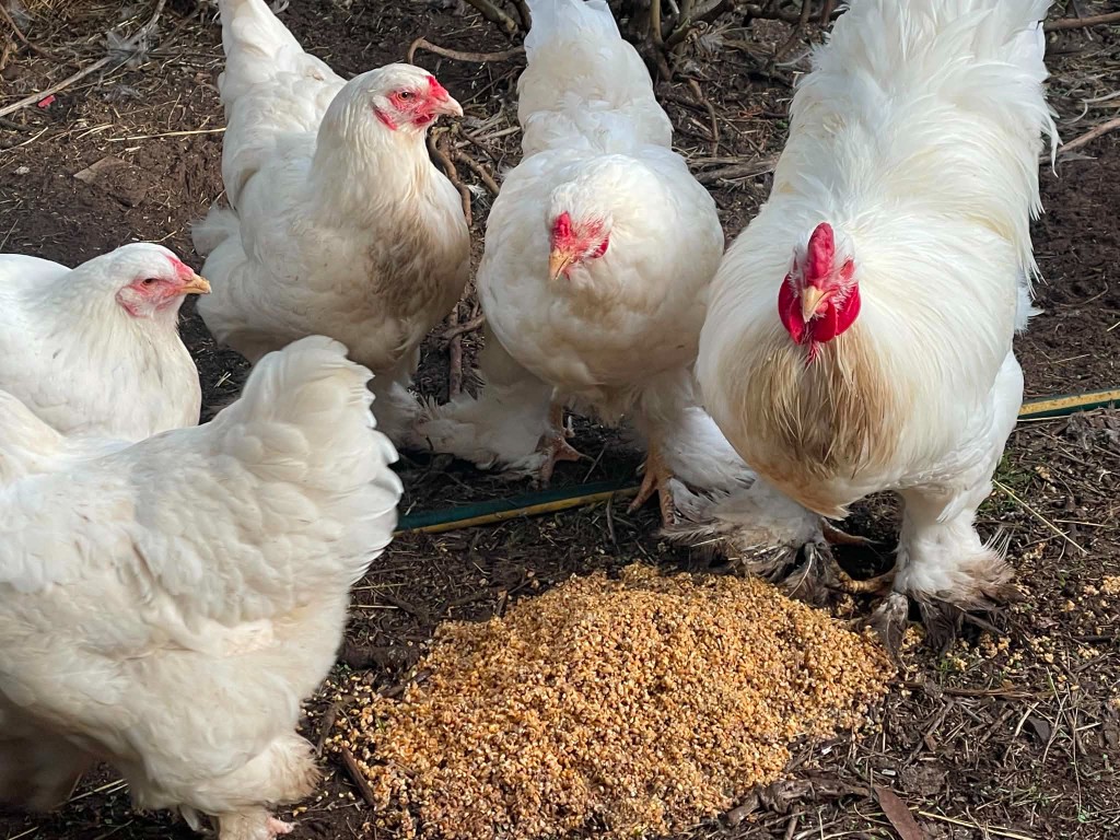 White Brahma — Brown / tinted egg layer, ShowtimEGGS